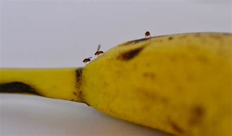 hur far man bort bananflugor snabbt